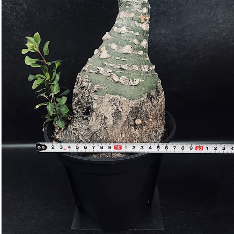 フォークイエリア ファシクラータ「Fouquieria fasciculata」Wo11-5