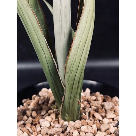 サンセベリア シルバー スパイラル　「Sansevieria Silver Spiral」　C134
