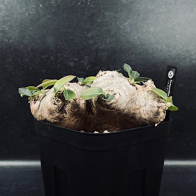 パキポディウム恵比寿笑い現地球