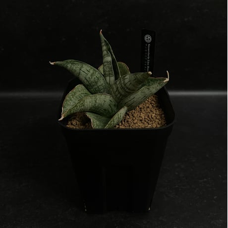 CATEGORY サンセベリア | EM Plants Online Store