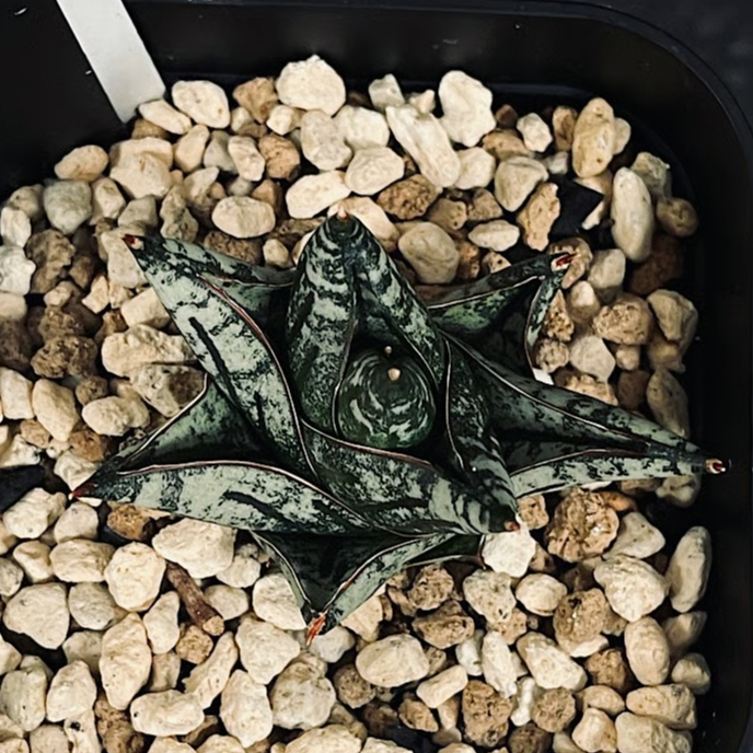 サンセベリア ニアパット ドワーフ 「Sansevieria Niaphat dwarf」 S