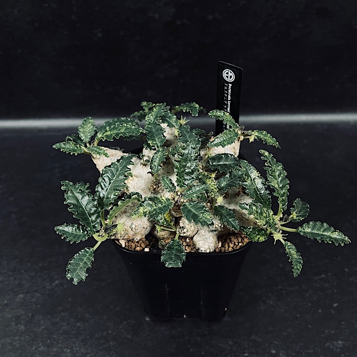 ドルステニア ラブラニー斑入り ドルステニア ラブラニー×ホルウッディ 斑入り 選抜「Dorstenia