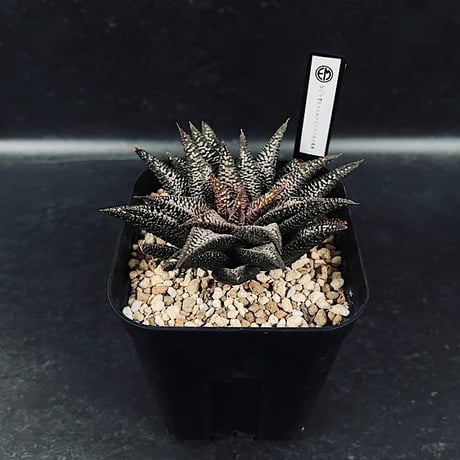 CATEGORY 軟葉 | EM Plants Online Store