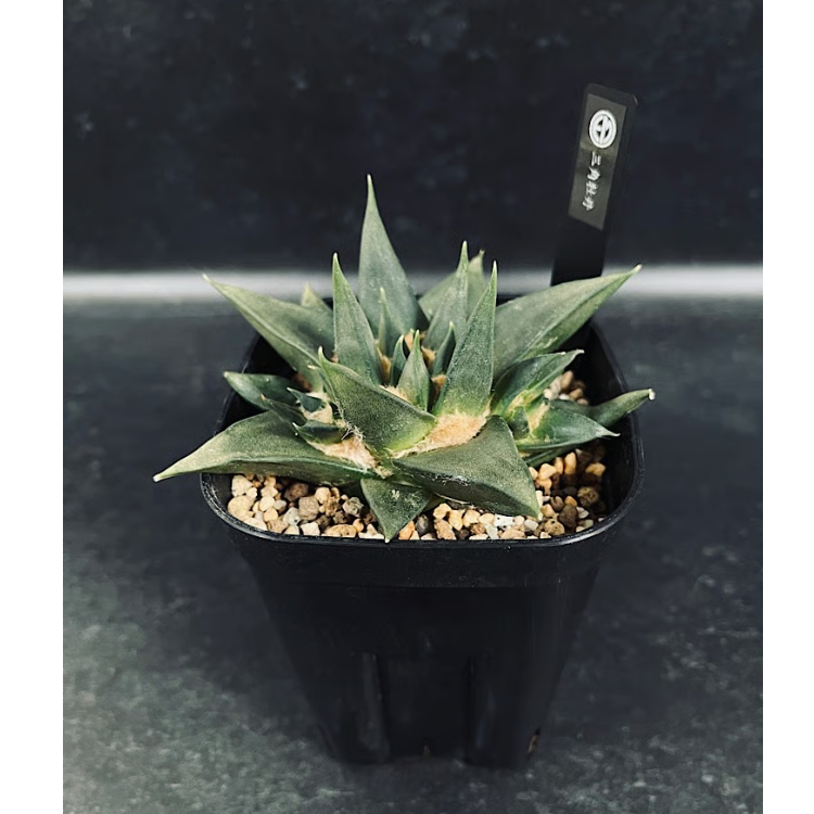 アリオカルプス「三角牡丹」実生 アリオカルプス 三角牡丹 4頭 実生 「Ariocarpus trigonus