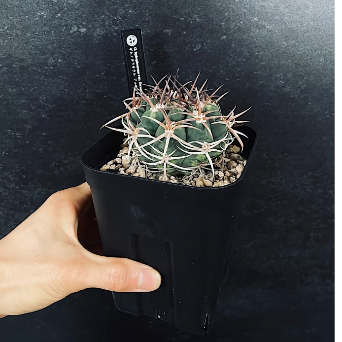 多肉植物｜ギムノカリキウム｜フェロシオール実生 ギムノカリキウム フェロシオール 実生「Gymnocalycium