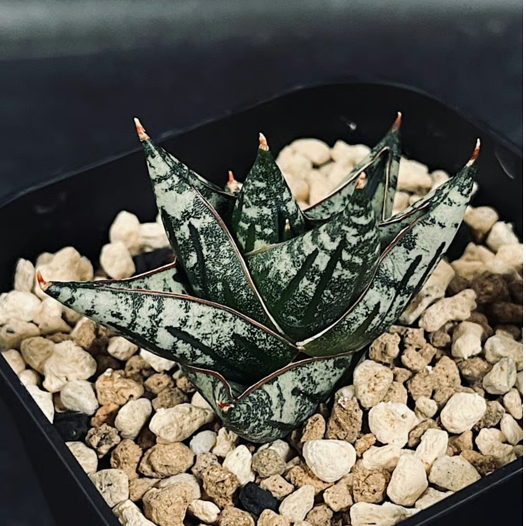 サンセベリア ニアパット ドワーフ 「Sansevieria Niaphat dwarf」 S
