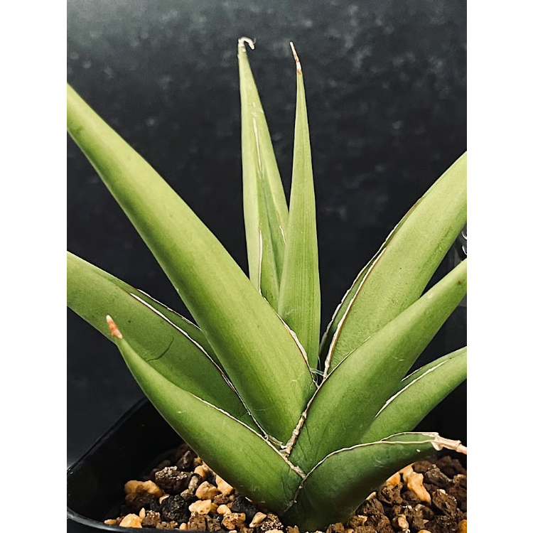 サンセベリア ランタ 「Sansevieria Lanta」SA98 | EM Plants