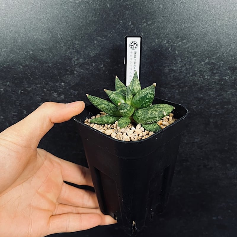 EMP サンセベリア Nok yung / 左が成長イメージ SA419 EMP