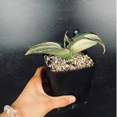 サンセベリア ES829 白斑 「Sansevieria ES829 White var.」  SA355