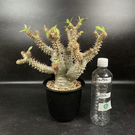 パキポディウム マカイエンセ 現地球 「Pachypodium makayense」