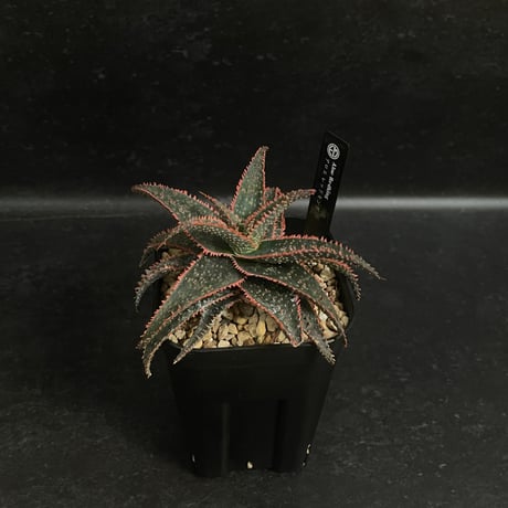 CATEGORY アロエ | EM Plants Online Store