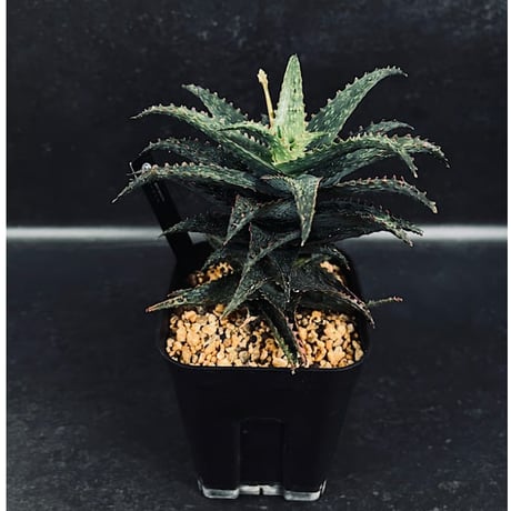 ＡＬＯＥです。 OTILE.com | Online Tile Shop 3 X 12, Green, Glazed Ceramic