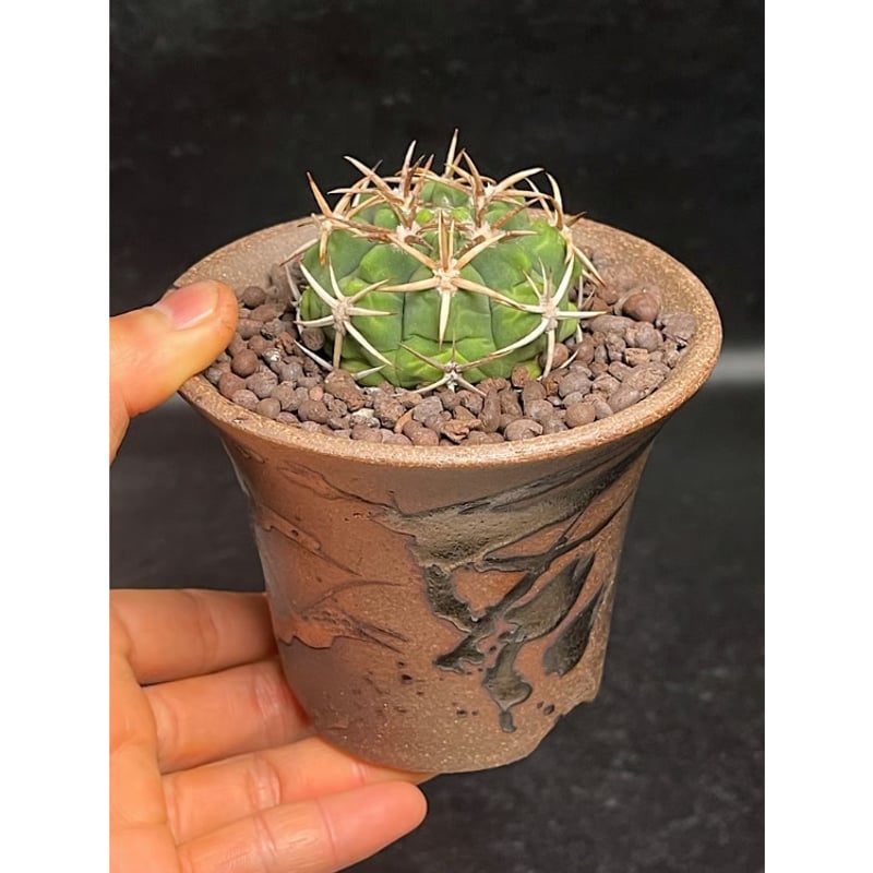 ギムノカリキウム フェロシオール 応天門 実生 + 萬古焼 植木鉢 金彩