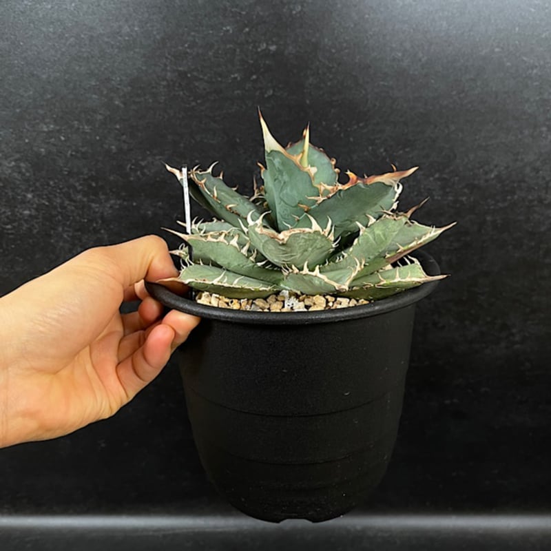 現品・鉢まま出荷】アガベ チタノタ T-Rex 覇王竜 大株 現品・鉢まま