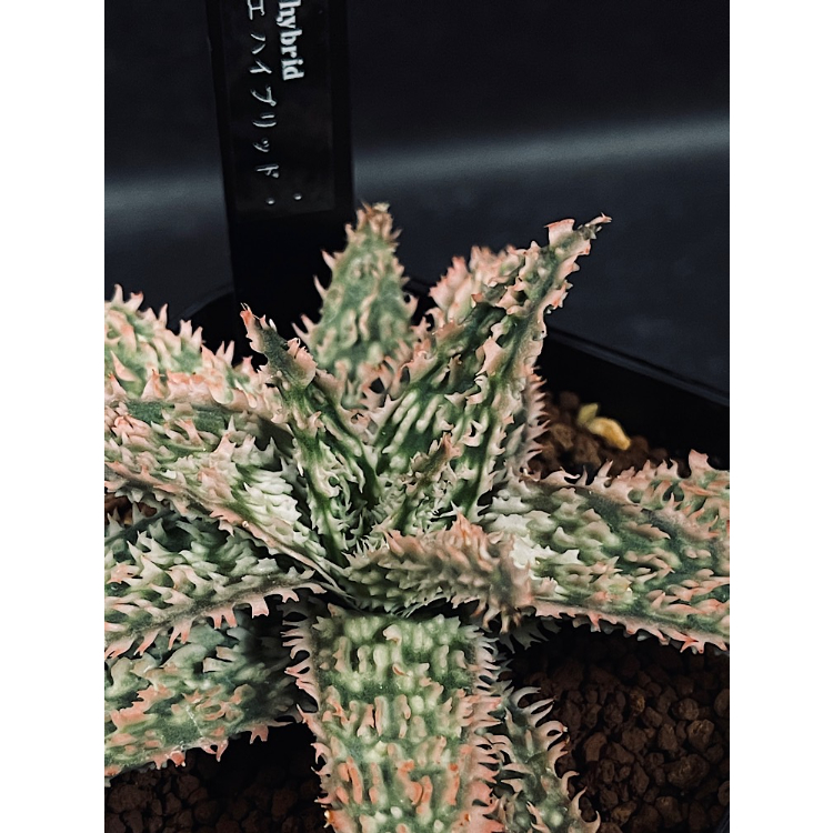 アロエ ハイブリッド 「Aloe Thai hybrid 」AL62-1 | EM Plant