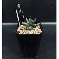 コピアポア エスメラルダナ 実生「copiapoa esmeraldana」CT34-1 |