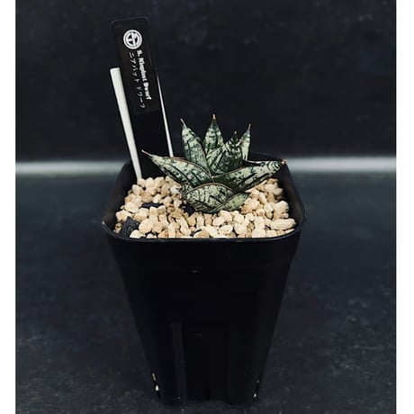 サンスベリア　ブラックパール バリエガータ サンスベリア ブラックパール バリエガータ