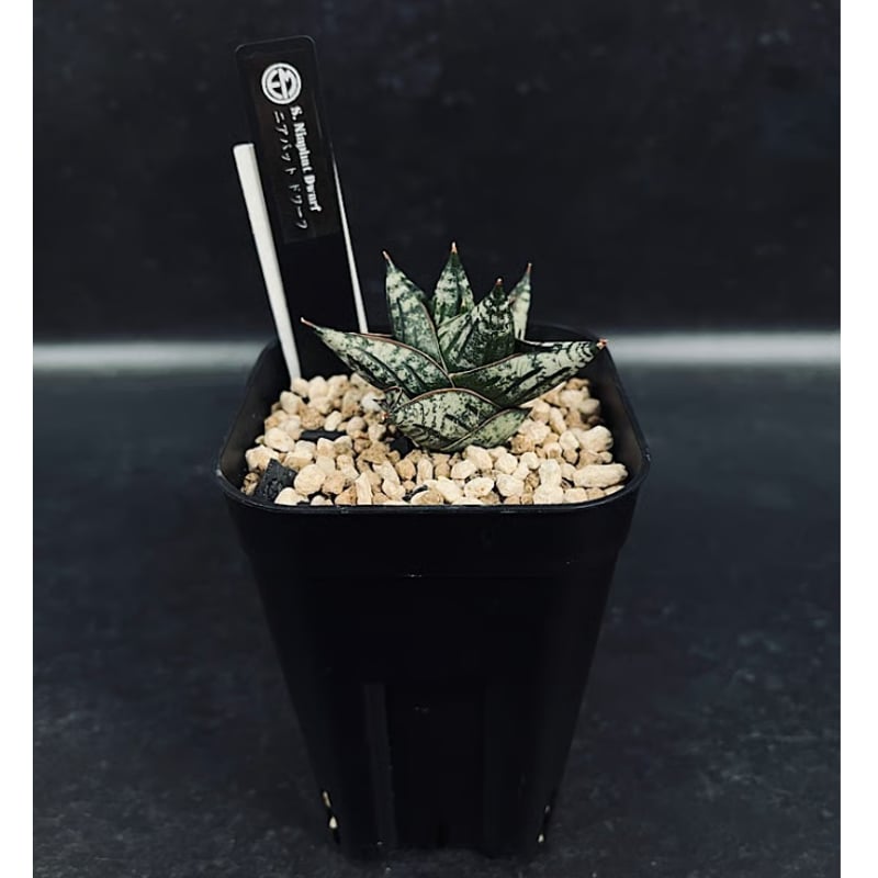 EMP サンセベリア Niaphat dwarf / SA399 サンセベリア ニアパット ドワーフ 「Sansevieria Niaphat dwarf」 S