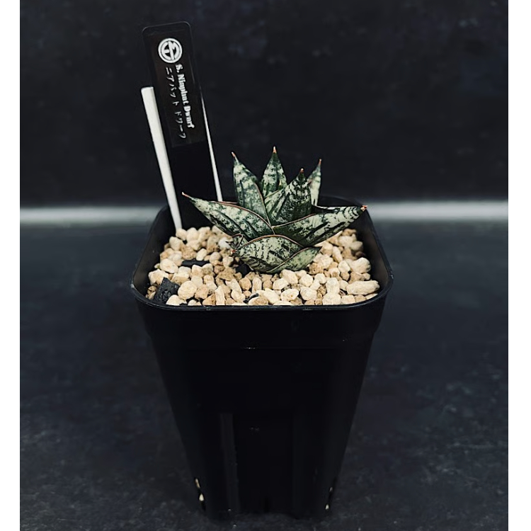 EMP サンセベリア Niaphat dwarf / SA397 EMP サンセベリア ニアパット ドワーフ / 小型種 SA397 - メルカリ