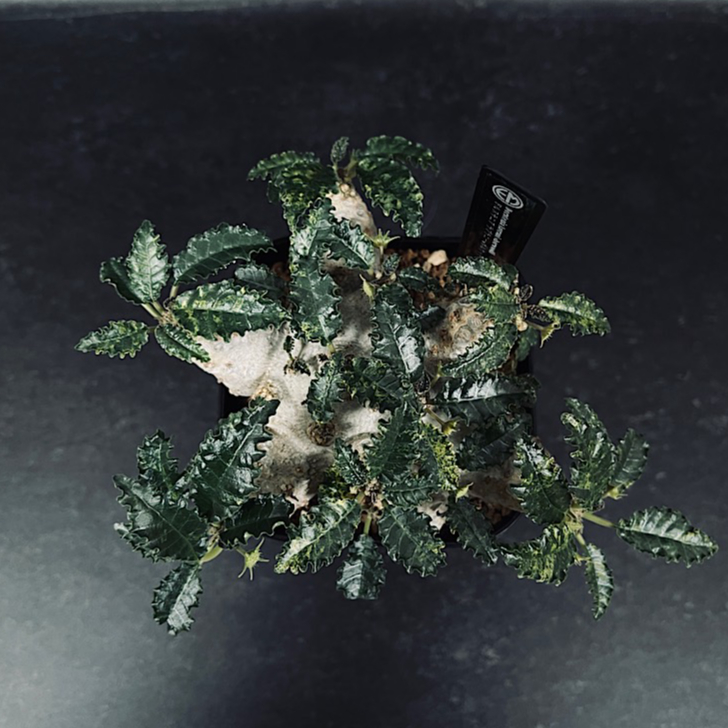 ドルステニア ラブラニー×ホルウッディ 斑入り 選抜「Dorstenia