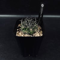 アデニウム スワジクム「Adenium swazicum」AD16-3 | EM Plants