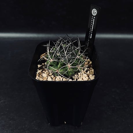 激レア)エリオシケ　パウシコスタータス CH2904 3苗セット 激レア)エリオシケ パウシコスタータス CH2904 3苗セット