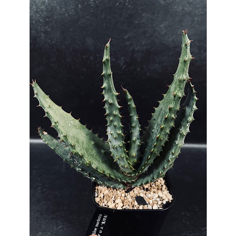 アロエ マルロシー 鬼切丸 「Aloe marlothii 」AL6-2 | EM Plant