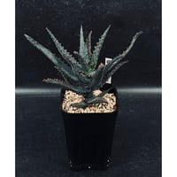 サンセベリア サン ディー 「Sansevieria San Dee」SA320 | EM P