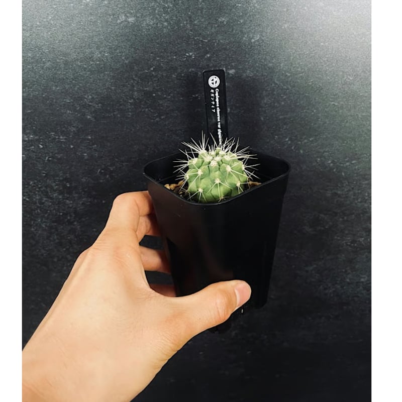 コピアポア ギガンティア 実生「Copiapoa haseltoniana var. giga