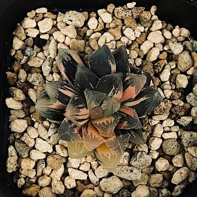 ハオルチア 赤斑オブツーサ 赤い鳥 HA305 | EM Plants Online Store