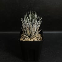 ハオルチア 赤斑オブツーサ 赤い鳥 HA305 | EM Plants Online Store