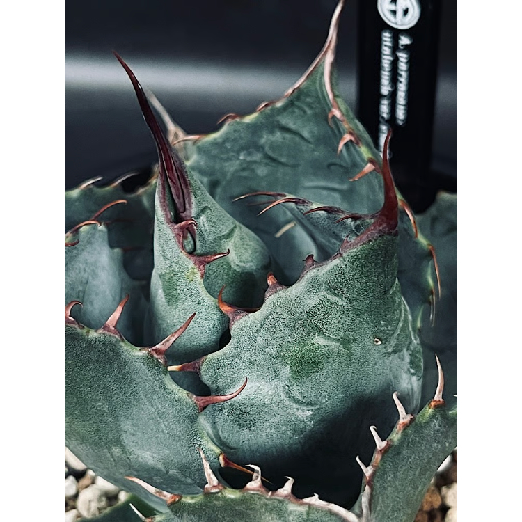 アガベ ハイブリッド パラサナ×エボリスピナ 輸入球「Agave