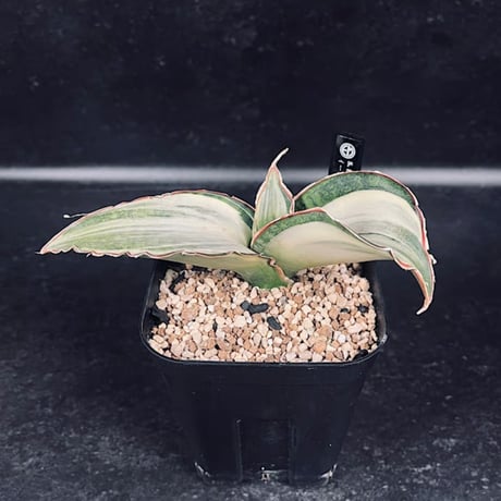 CATEGORY サンセベリア | EM Plants Online Store