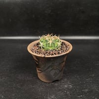 ギムノカリキウム フェロシオール 応天門 実生 + 萬古焼 植木鉢 金彩 「Gymnocalycium hybopleurum var. ferocior」