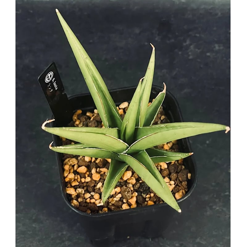 サンスベリア Sansevieria Sandee A サンスベリア Sansevieria Sandee A