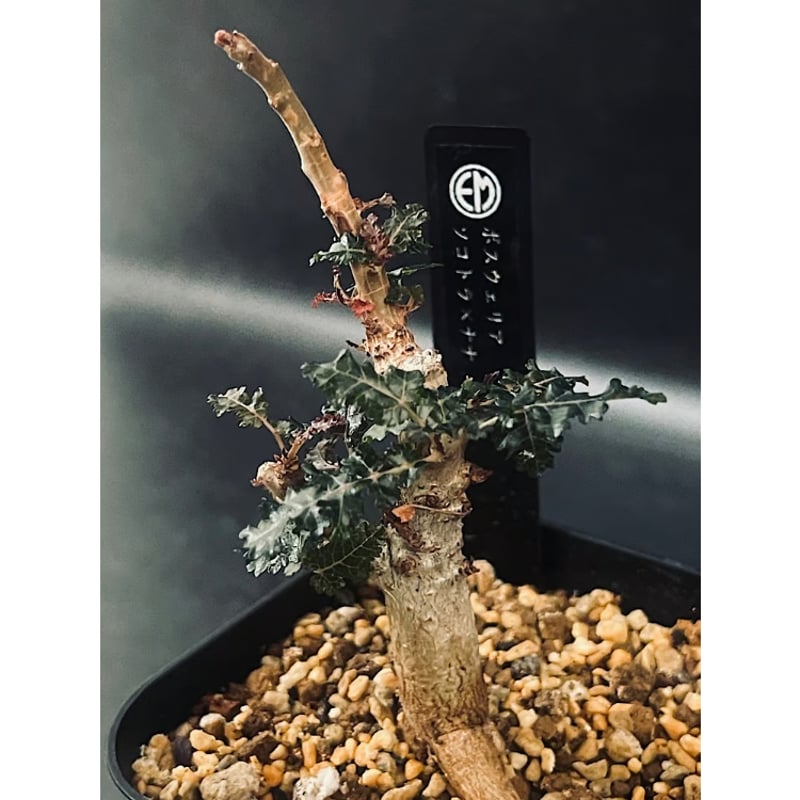 ボスウェリア ソコトラ×ナナ 実生「Boswellia socotrana×Nana」3