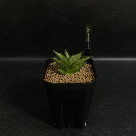 CATEGORY サンセベリア | EM Plants Online Store