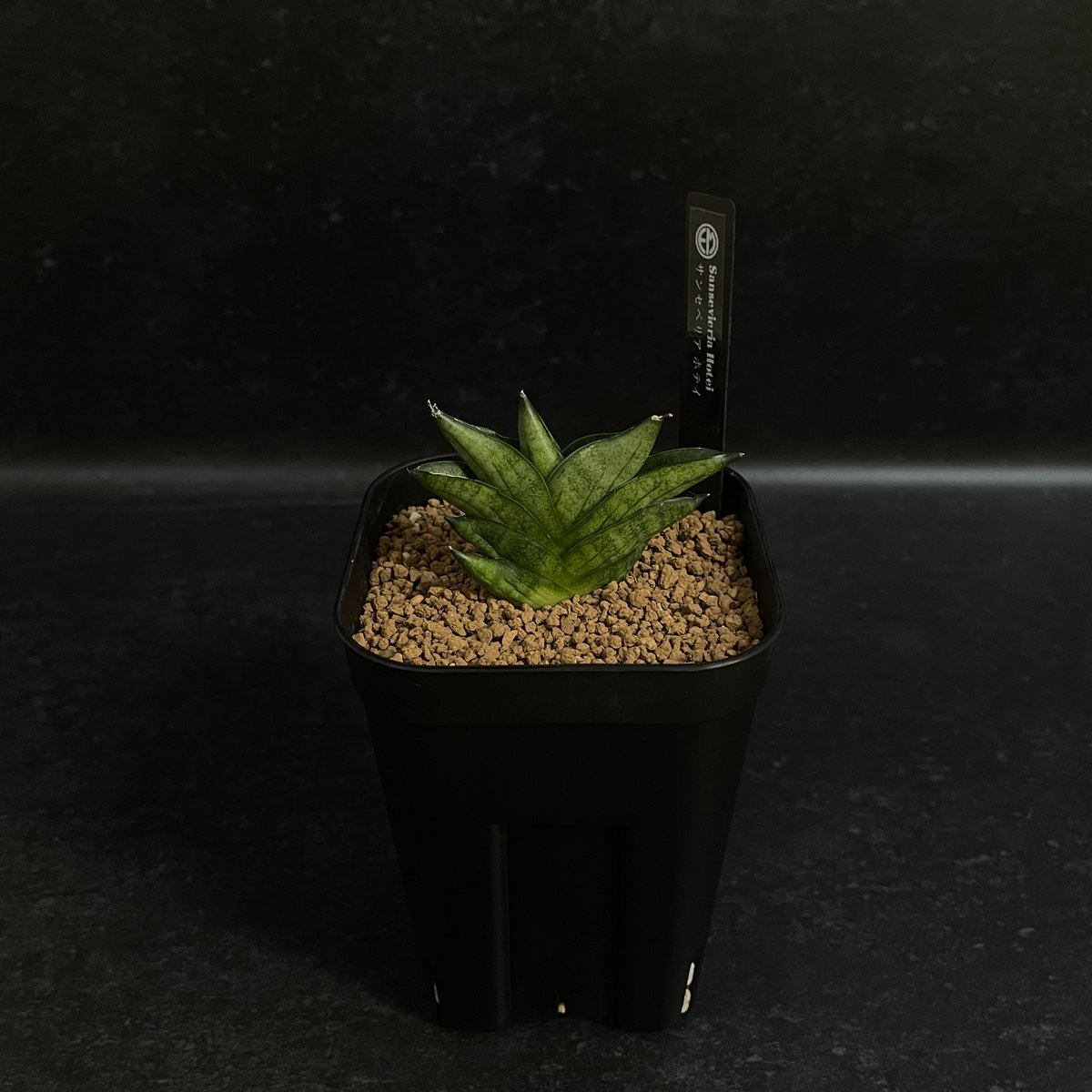 サンセベリア ホテイ「Sansevieria Hotei」SA50 | EM Plants O