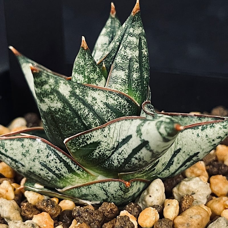 サンスベリア Sansevieria Nillapat サンセベリア ニラパット(ドワーフ) 「Sansevieria Nilaphat (by Un
