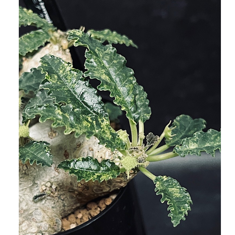 ドルステニア ラブラニー斑入り ドルステニア ラブラニー×ホルウッディ 斑入り 選抜「Dorstenia