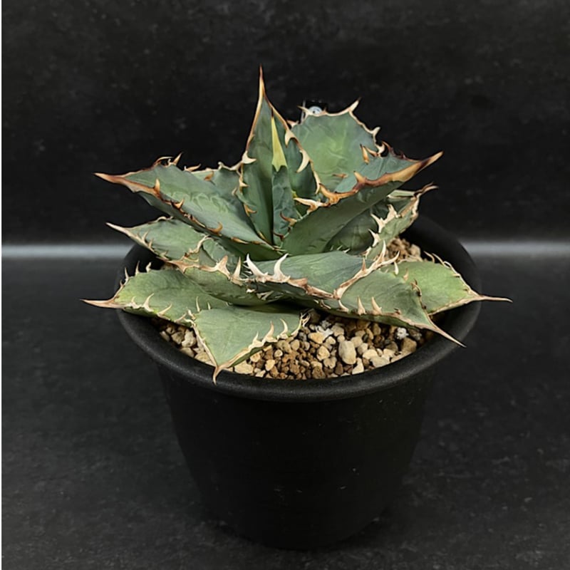 58 アガベ　チタノタ　覇王竜　美株　肉厚　ムチムチ　選抜　特選 58 アガベ チタノタ 覇王竜 美株 肉厚 ムチムチ 選抜 特選 - メルカリ