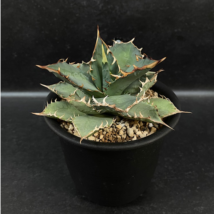 アガベ チタノタ 覇王竜 大株「Agave titanota 'Haouryu'」AG24-2