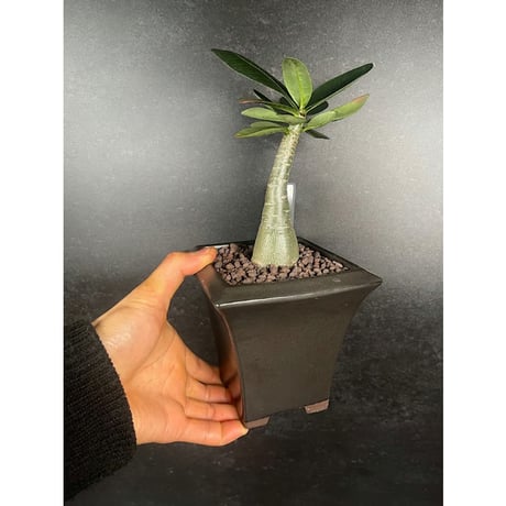 アデニウム アラビカム イエメン + 萬古焼 植木鉢 国内実生株  「Adenium arabicum  Yemen」
