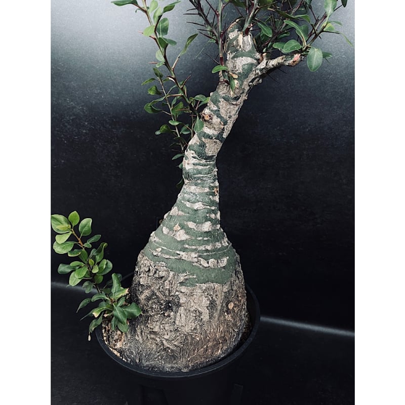 フォークイエリア ファシクラータ「Fouquieria fasciculata」Wo11-5