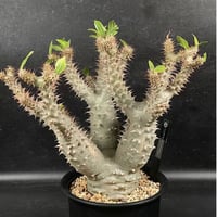 パキポディウム マカイエンセ 現地球 「Pachypodium makayense」