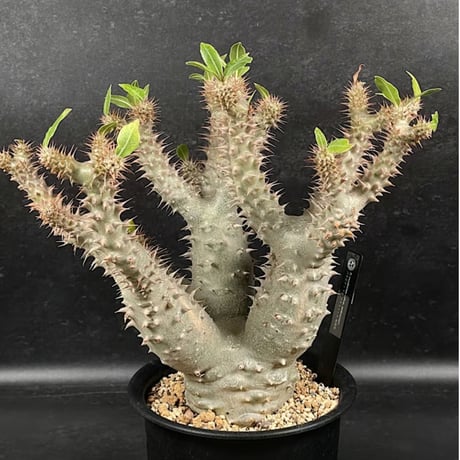 パキポディウム マカイエンセ 現地球 「Pachypodium makayense」