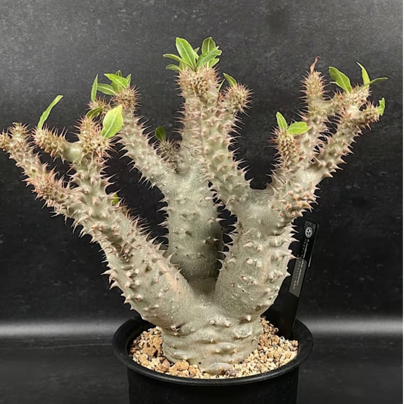 パキポディウムマカイエンセ★ウィンゾリーアンボンゲンセ万物想アデニアバリー光堂 パキポディウム マカイエンセ 現地球 「Pachypodium makayense」 C83