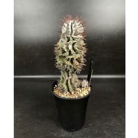フェロカクタス 神仙玉 南方形 実生 「Ferocactus gracilis subsp.
