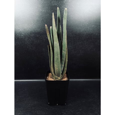 CATEGORY アロエ | EM Plants Online Store