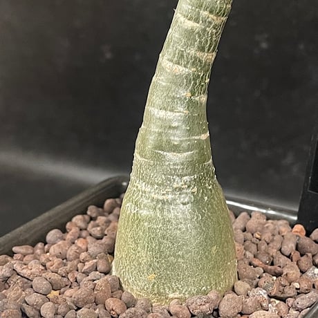 アデニウム アラビカム イエメン + 萬古焼 植木鉢 国内実生株  「Adenium arabicum  Yemen」